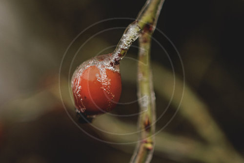 Eisglaette in Berlin