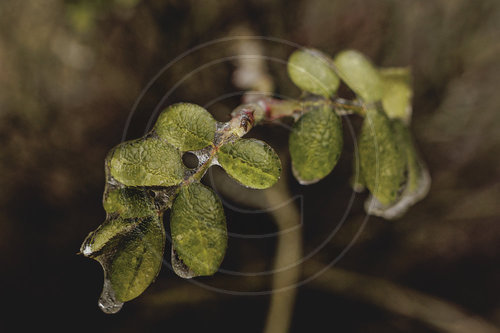 Eisglaette in Berlin