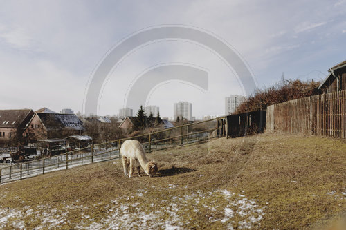 Alpaka in Marzahn