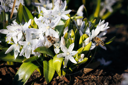Bienen sammeln am Kaukasischen Blaustern Nektar