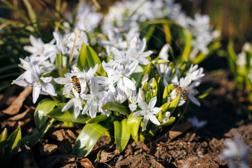 Bienen sammeln am Kaukasischen Blaustern Nektar