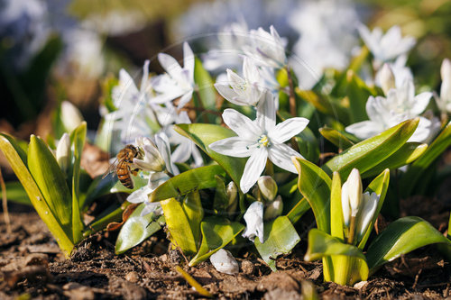 Bienen sammeln am Kaukasischen Blaustern Nektar