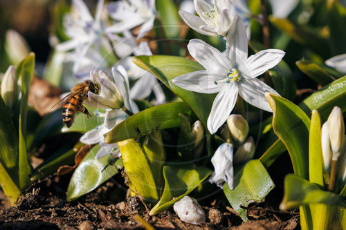 Bienen sammeln am Kaukasischen Blaustern Nektar