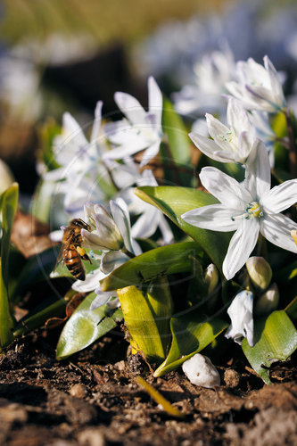 Bienen sammeln am Kaukasischen Blaustern Nektar