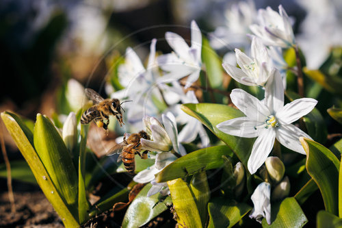 Bienen sammeln am Kaukasischen Blaustern Nektar