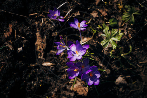 Krokusse bluehen in Berlin