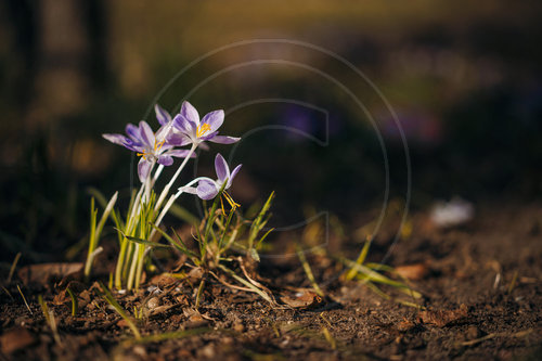Krokusse bluehen in Berlin