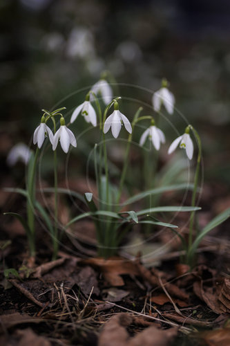 Schneegloeckchen
