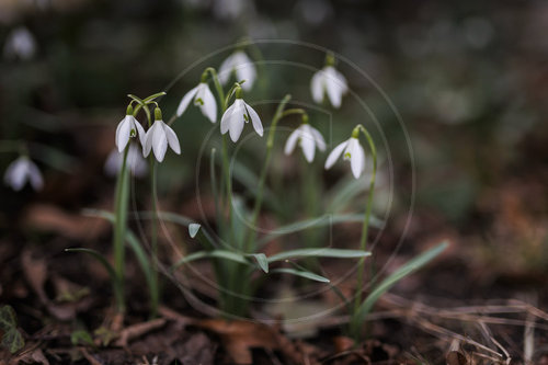 Schneegloeckchen