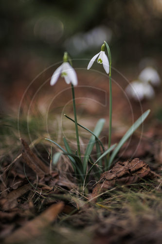 Schneegloeckchen