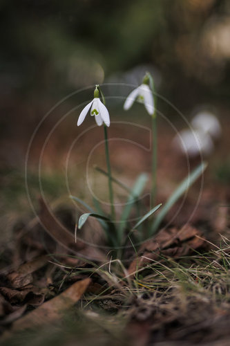 Schneegloeckchen