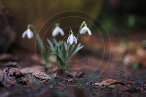 Schneegloeckchen
