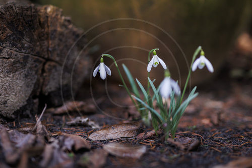 Schneegloeckchen