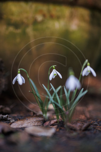 Schneegloeckchen