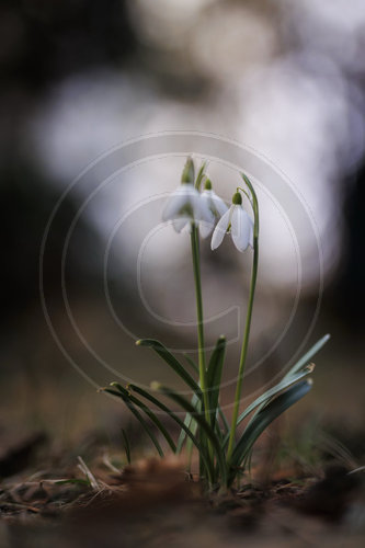 Schneegloeckchen