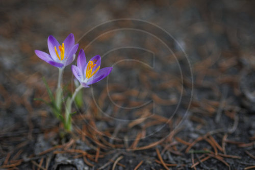 Lila Krokusse