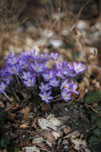 Lila Krokusse