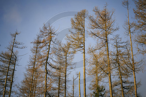 Thueringer Wald - Borkenkaefer