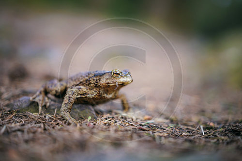 Kroete im Thueringer Wald