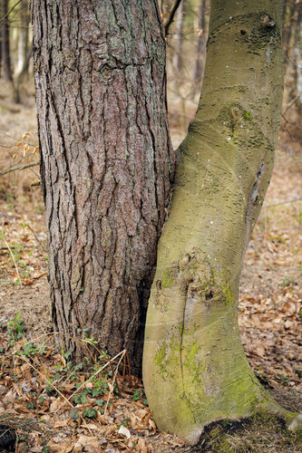 Laubbaum und Nadelbaum
