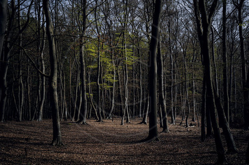 Laubwald auf dem Darss