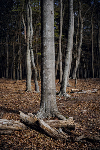 Laubwald auf dem Darss