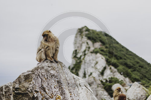 Affen auf Gibraltar
