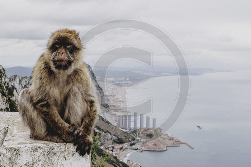 Affen von Gibraltar