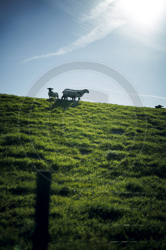 Schafe auf dem Deich